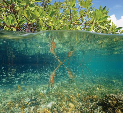 This image provides a clear view underwater of Floridas ecosystem.
